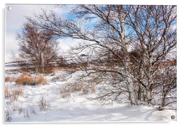 Birch trees in the snow Acrylic by Andrew Kearton