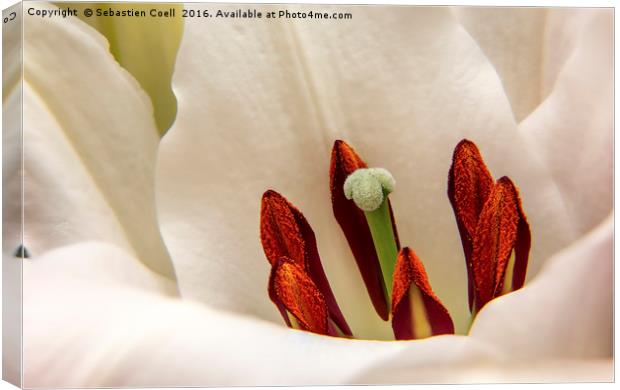 White Lily Canvas Print by Sebastien Coell