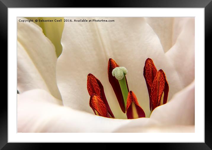 White Lily Framed Mounted Print by Sebastien Coell