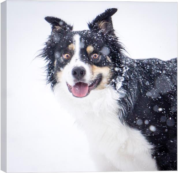 border collie in the snow Canvas Print by Brent Olson