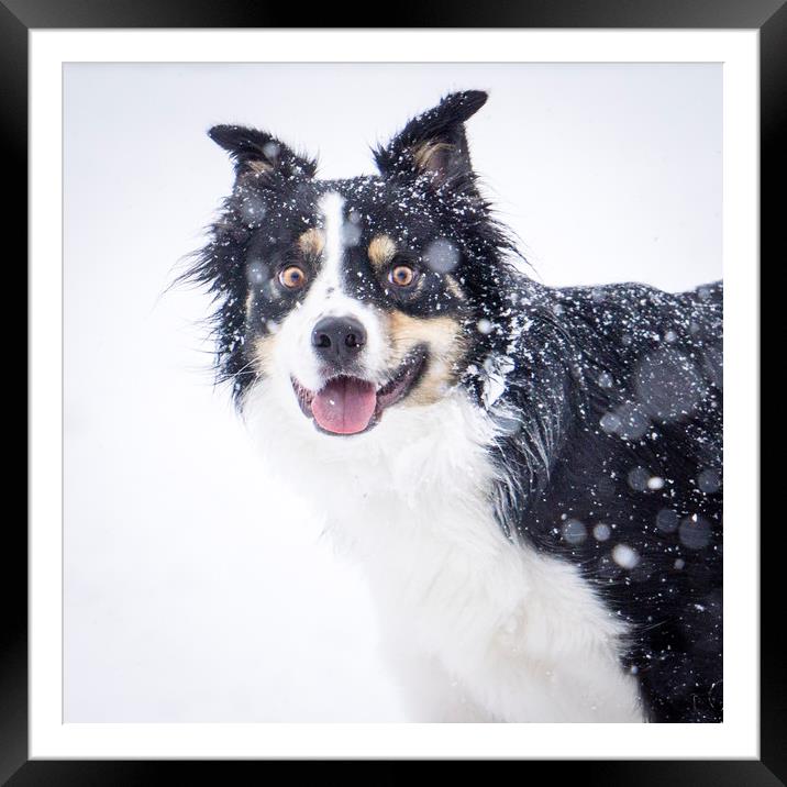 border collie in the snow Framed Mounted Print by Brent Olson