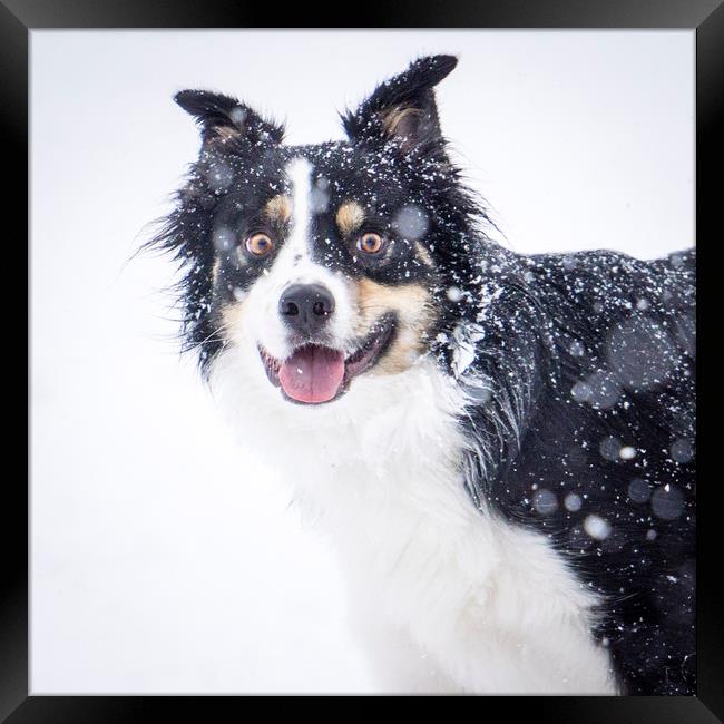 border collie in the snow Framed Print by Brent Olson
