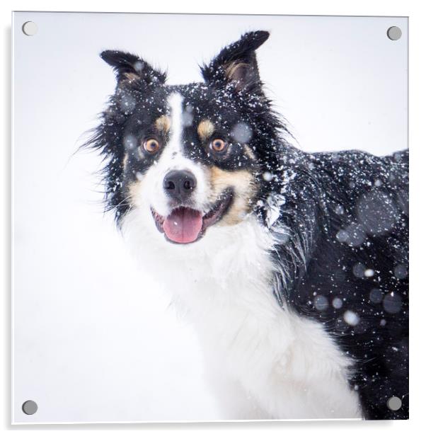 border collie in the snow Acrylic by Brent Olson