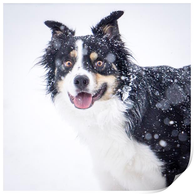 border collie in the snow Print by Brent Olson