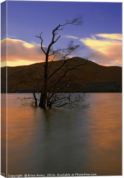 One Lone Tree Canvas Print by Brian Avery