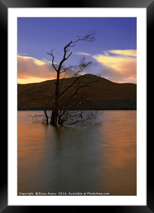 One Lone Tree Framed Mounted Print by Brian Avery