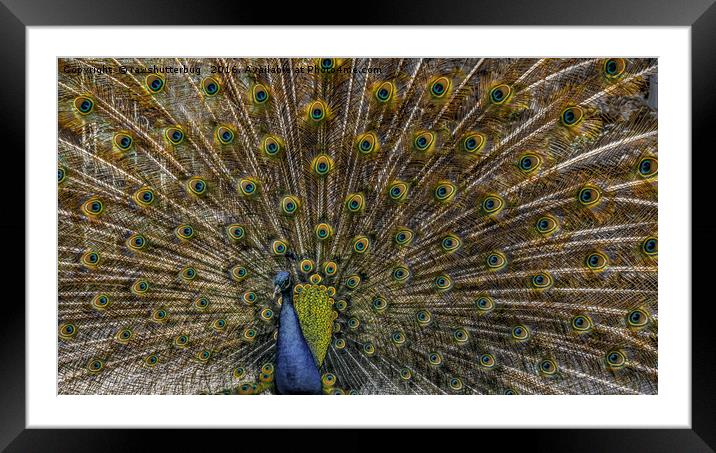 Peacock Plumage Framed Mounted Print by rawshutterbug 