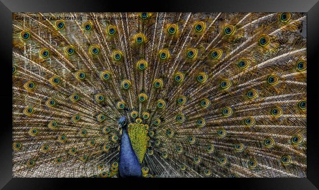 Peacock Plumage Framed Print by rawshutterbug 