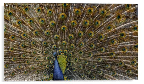Peacock Plumage Acrylic by rawshutterbug 