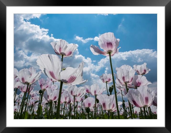 Purple poppies  Framed Mounted Print by Shaun Jacobs