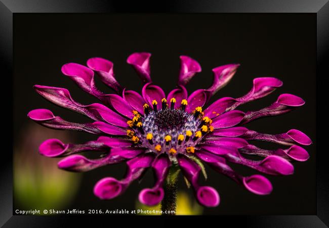 February Bloom Framed Print by Shawn Jeffries