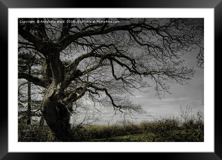 Lone Winter Tree Framed Mounted Print by Annabelle Ward