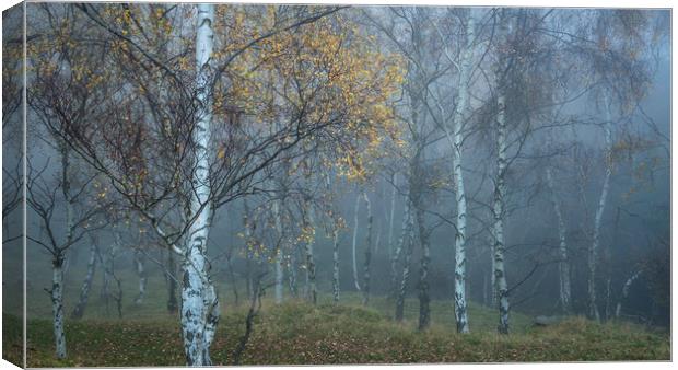 Mysterious mist in the woods Canvas Print by Andrew Kearton