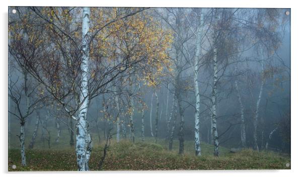 Mysterious mist in the woods Acrylic by Andrew Kearton