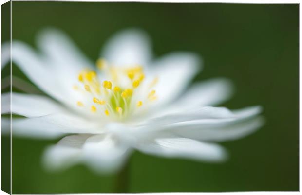 Pure white Anemone Canvas Print by Andrew Kearton