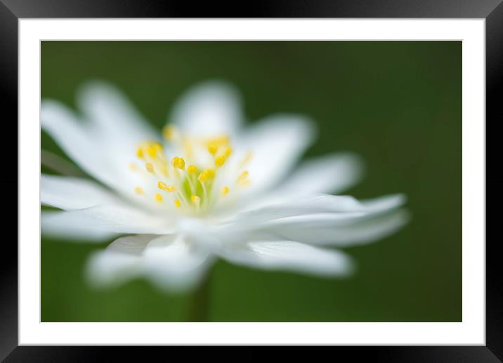 Pure white Anemone Framed Mounted Print by Andrew Kearton