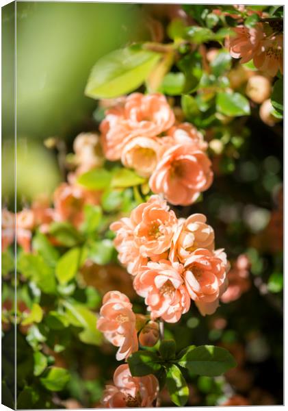 Peachy spring blossoms Canvas Print by Andrew Kearton