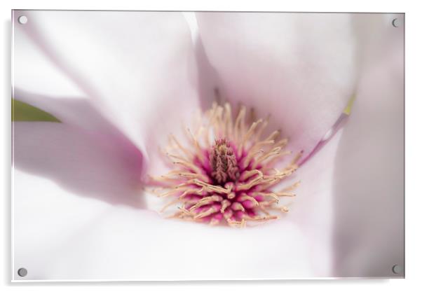 Pale pink Magnolia Acrylic by Andrew Kearton