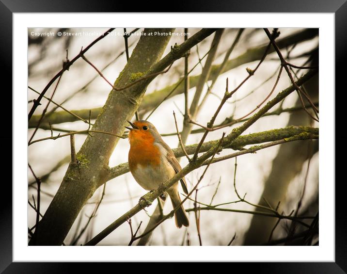 A Robin Song  Framed Mounted Print by Stewart Nicolaou
