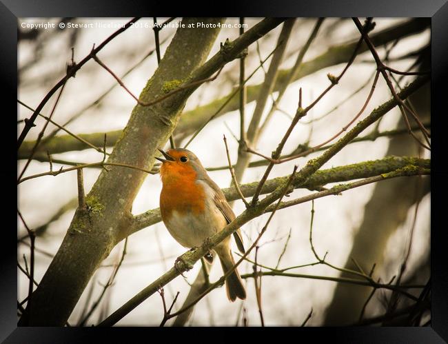 A Robin Song  Framed Print by Stewart Nicolaou