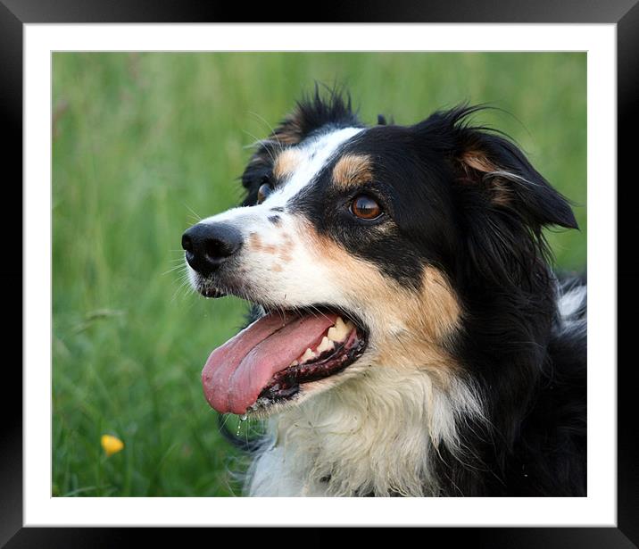 Border Collie - Nell Framed Mounted Print by val butcher