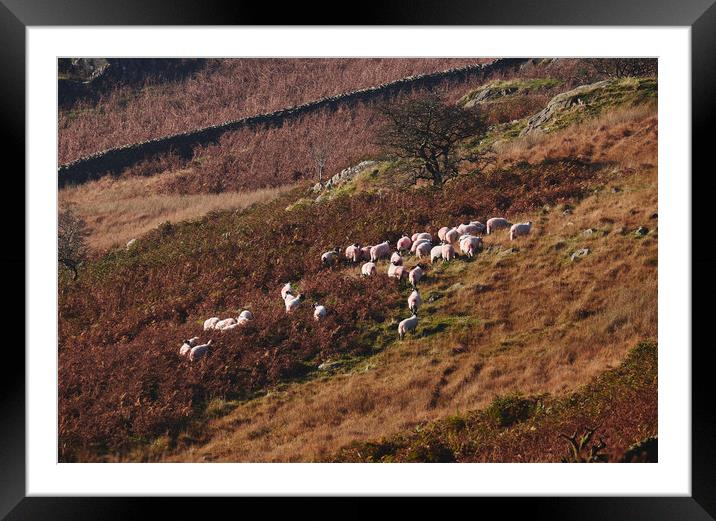 Sheep on the hillside. Kirkstone, Cumbria, UK. Framed Mounted Print by Liam Grant