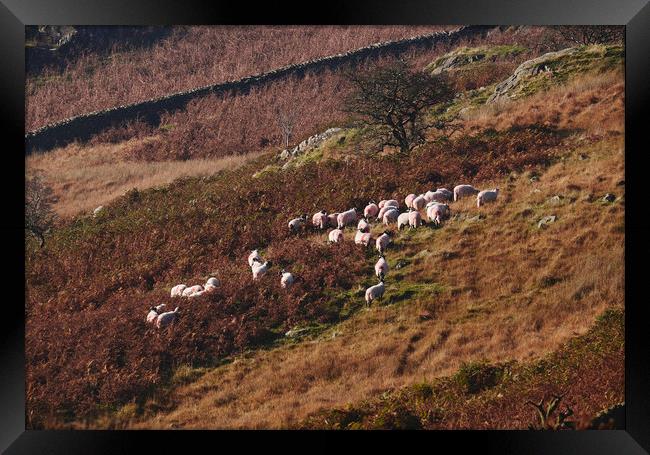 Sheep on the hillside. Kirkstone, Cumbria, UK. Framed Print by Liam Grant