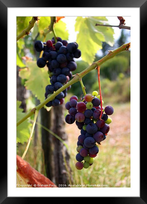 Tuscan Autumn's Vibrant Vineyard Framed Mounted Print by Graham Parry