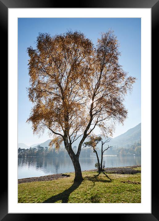 Sunlight through autumnal tree. Ullswater, Cumbria Framed Mounted Print by Liam Grant