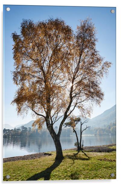 Sunlight through autumnal tree. Ullswater, Cumbria Acrylic by Liam Grant