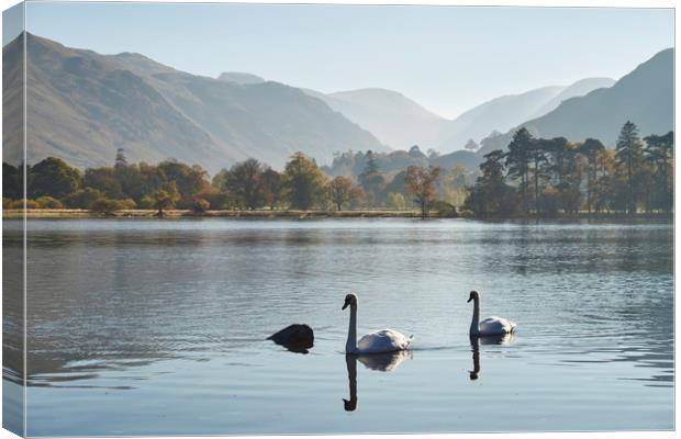 Swans and autumnal colour. Ullswater, Cumbria, UK. Canvas Print by Liam Grant