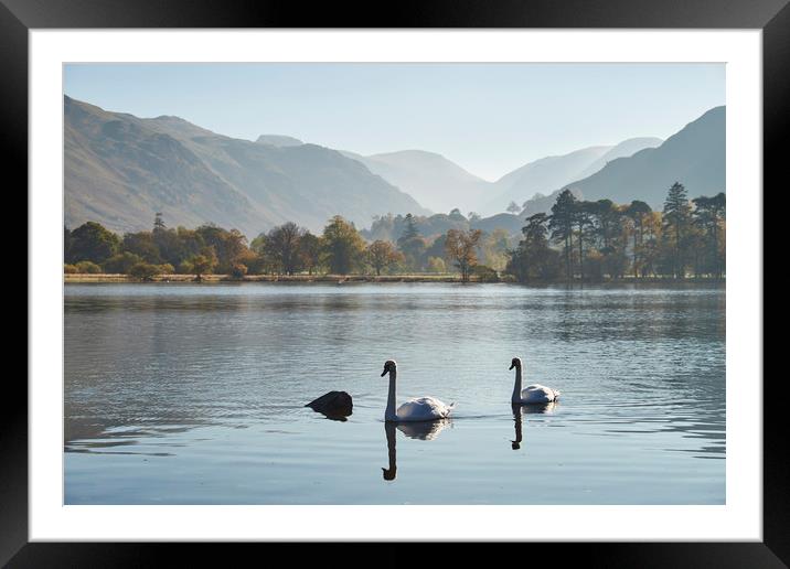 Swans and autumnal colour. Ullswater, Cumbria, UK. Framed Mounted Print by Liam Grant