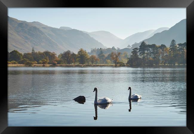 Swans and autumnal colour. Ullswater, Cumbria, UK. Framed Print by Liam Grant