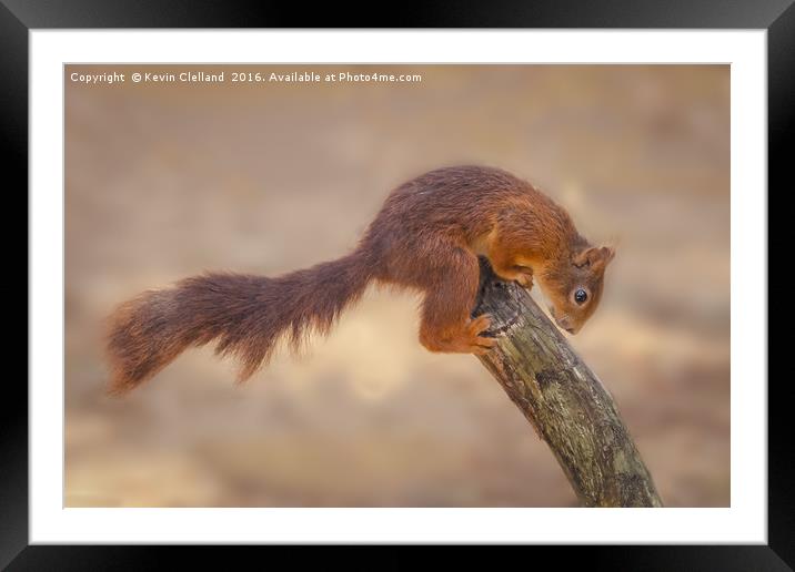 Naughty Squirrel Framed Mounted Print by Kevin Clelland
