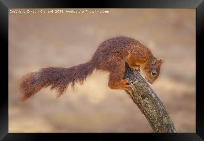 Naughty Squirrel Framed Print by Kevin Clelland