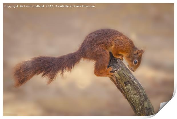 Naughty Squirrel Print by Kevin Clelland