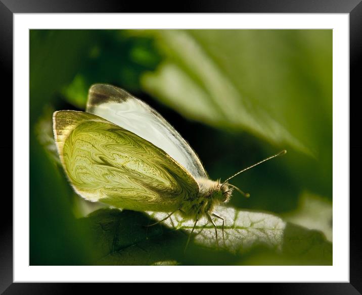 Liquify Butterfly Framed Mounted Print by John Pipes