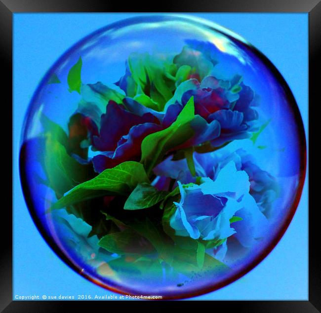 flowers in a bubble Framed Print by sue davies