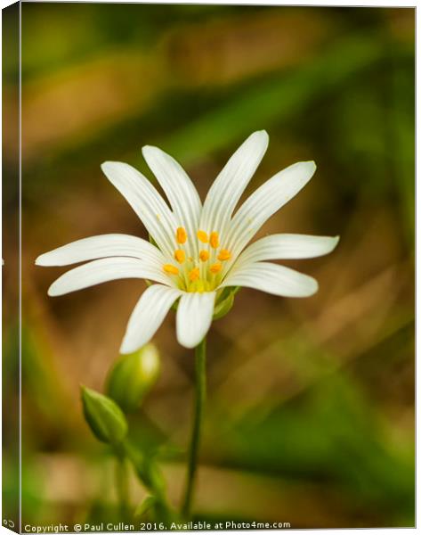 Greater Stitchwort Canvas Print by Paul Cullen