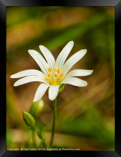 Greater Stitchwort Framed Print by Paul Cullen