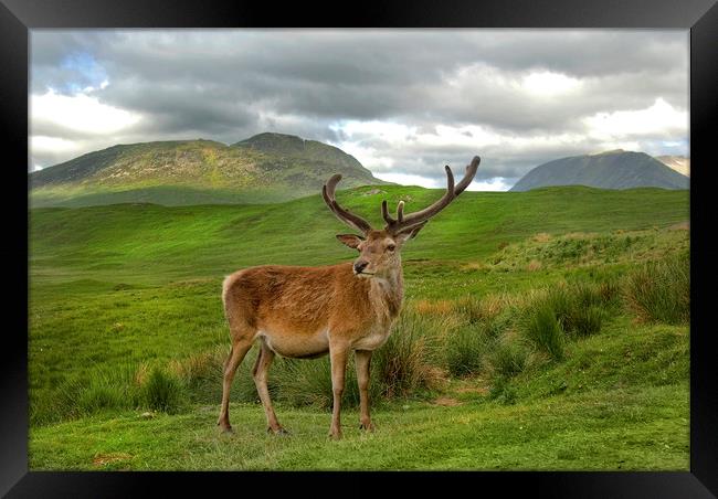 Red Deer Vale of Orchy Scotland Framed Print by Eddie John