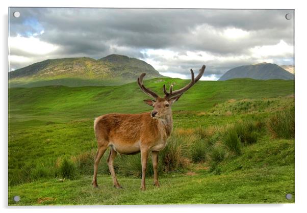 Red Deer Vale of Orchy Scotland Acrylic by Eddie John