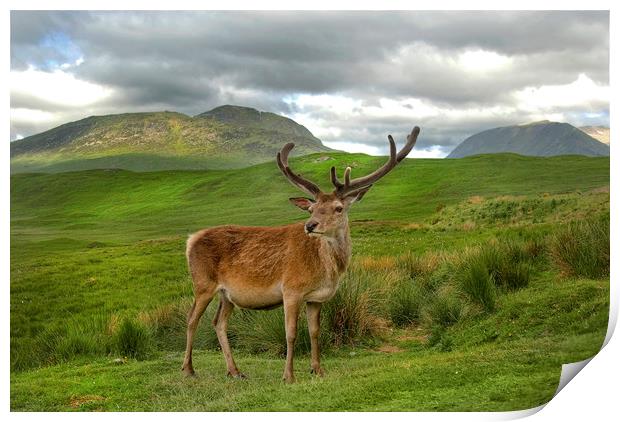 Red Deer Vale of Orchy Scotland Print by Eddie John