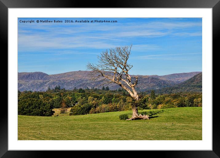 Windswept tree Framed Mounted Print by Matthew Bates