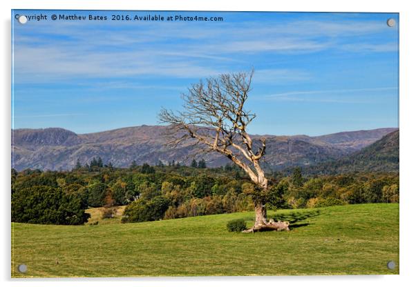 Windswept tree Acrylic by Matthew Bates