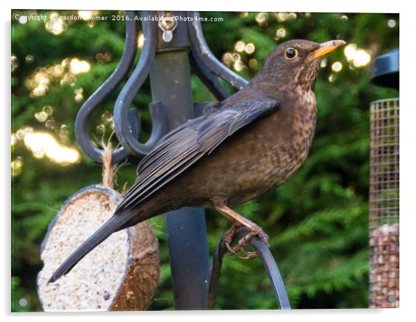 Female Blackbird Acrylic by Gordon Dimmer