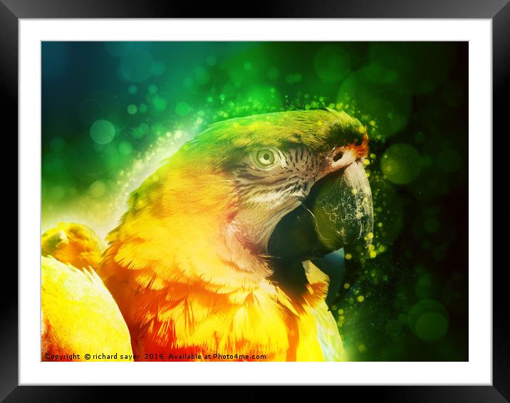 Yellow Macaw Framed Mounted Print by richard sayer