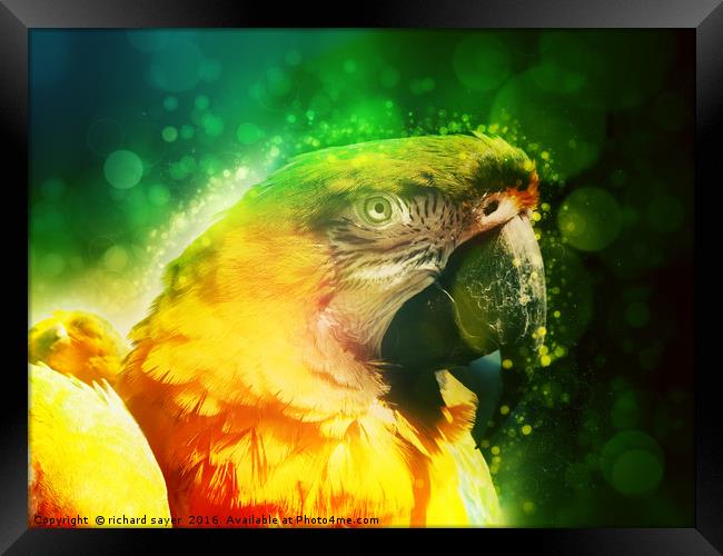 Yellow Macaw Framed Print by richard sayer