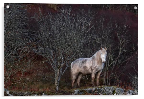 Scottish Highland Pony Acrylic by Derek Beattie