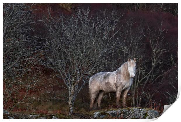 Scottish Highland Pony Print by Derek Beattie